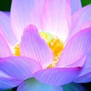 Meet your Posher, Shakena